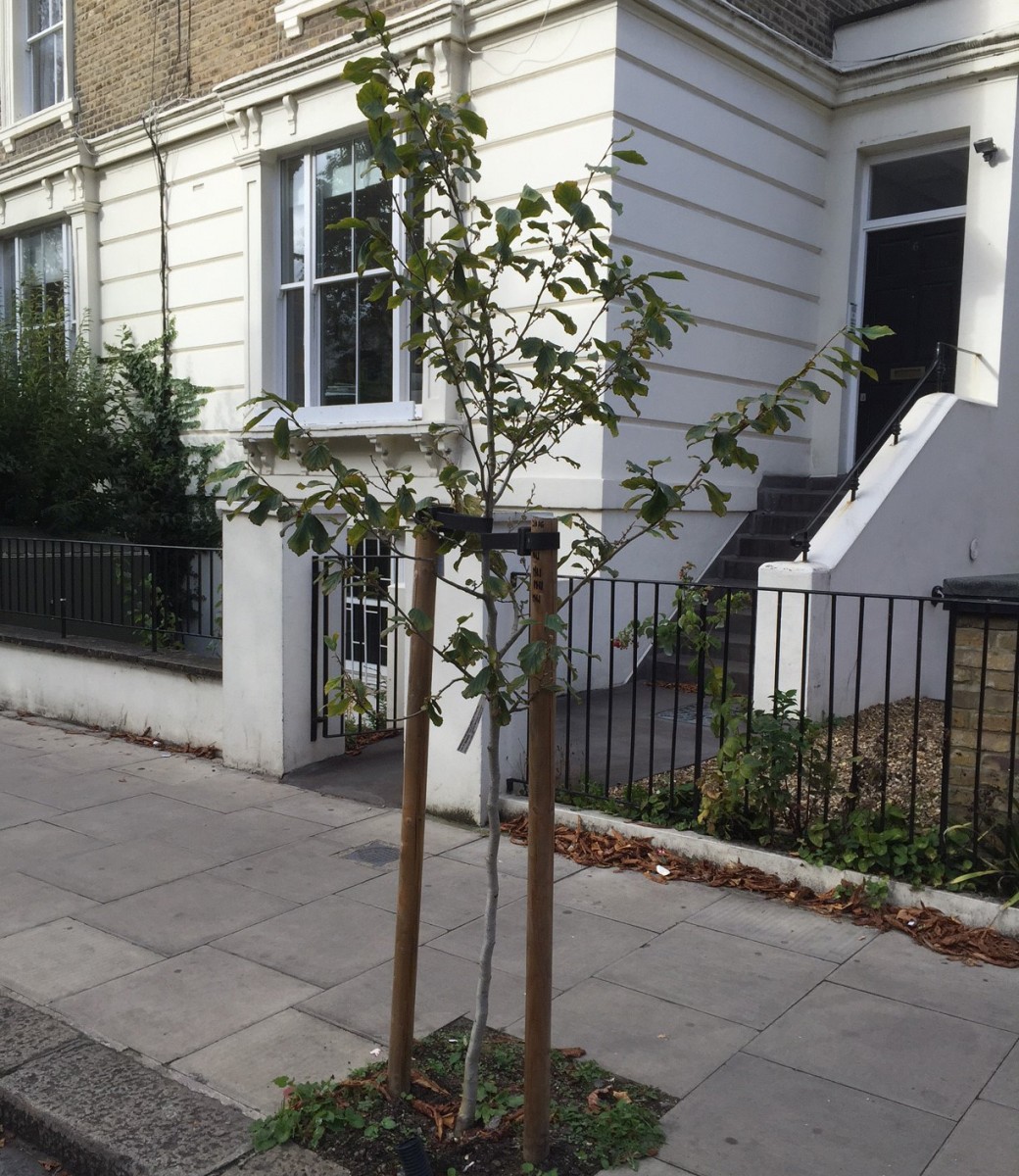 Tackling treerelated subsidence in Camden