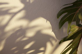 Daglicht zorgt voor leven 280px.jpg