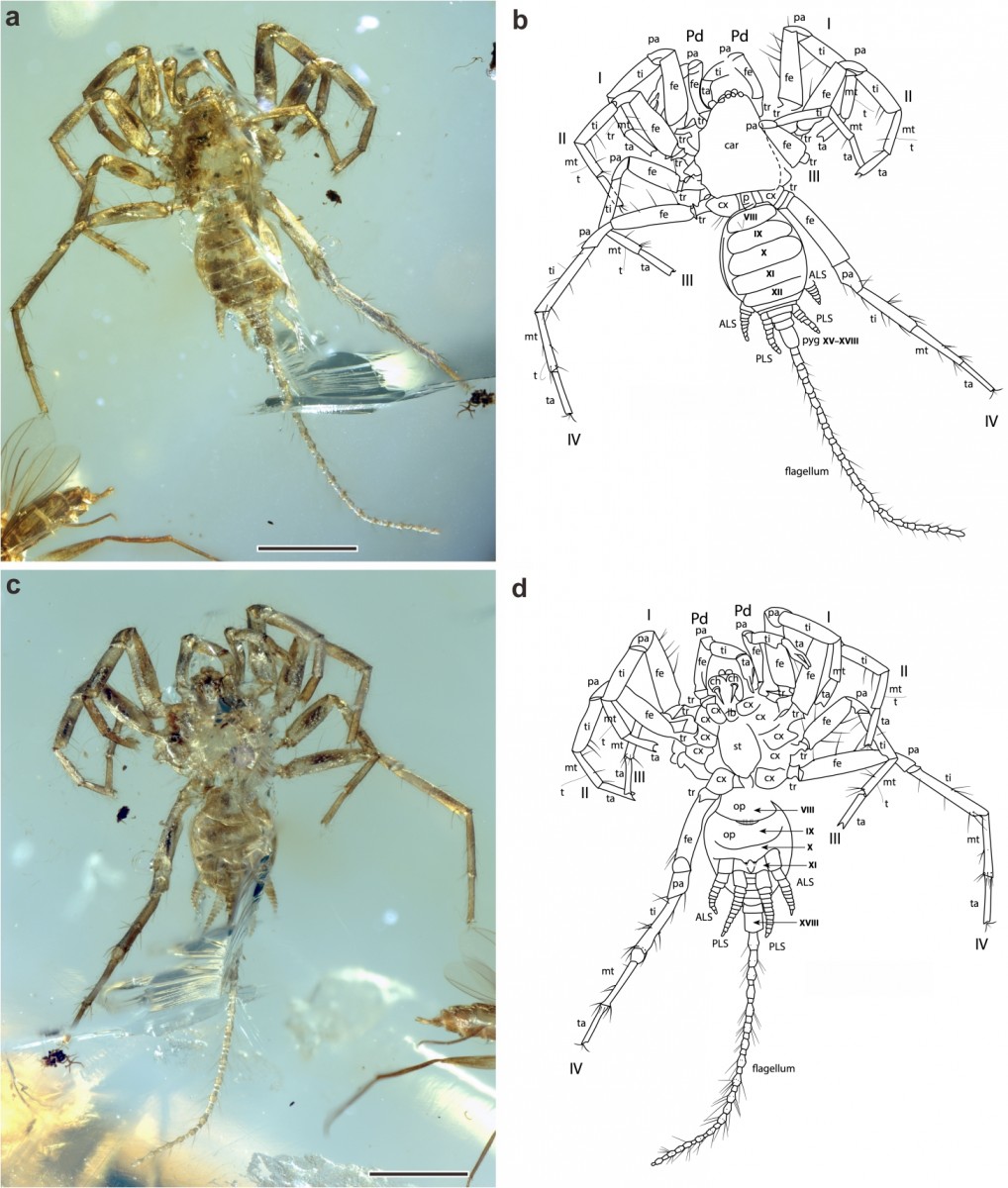 Ancient spider had a whip-like tail Ancient spider had a whip-like tail