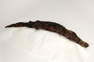 Animal mummies Animal mummies