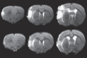 8556_large-2.jpg 8556_large-2.jpg