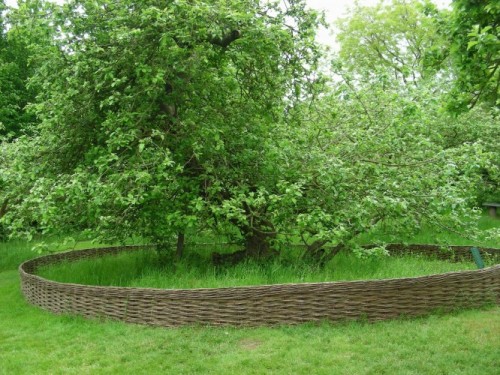 Apple tree - Apple tree
