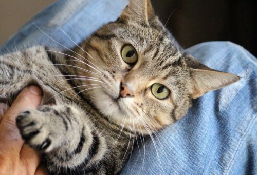 Cat - Cat