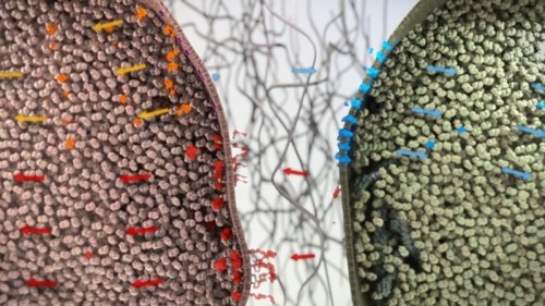 Cancer dark side - Cancer cells use a mutant gene to coerce neighbouring healthy tissue into helping with the disease’s growth and spread, a major new study reports. Cancer dark side