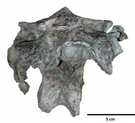 Dinosaur skull - Dinosaur skull