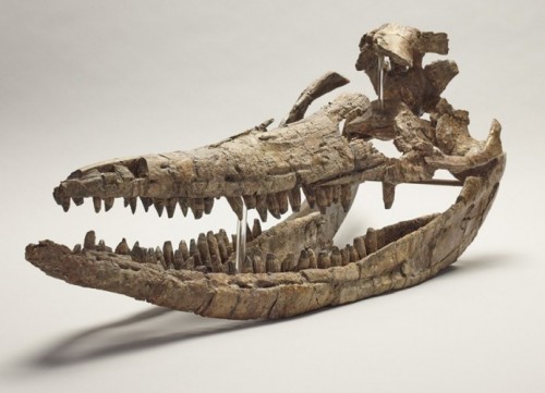 thinktankichthyosaur5skull.jpg thinktankichthyosaur5skull.jpg