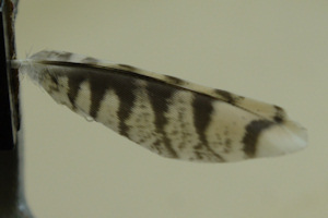 5678_large.jpg