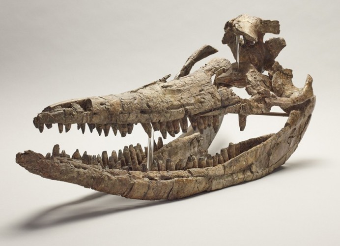 thinktankichthyosaur5skull.jpg