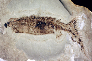 9830_large-2.jpg