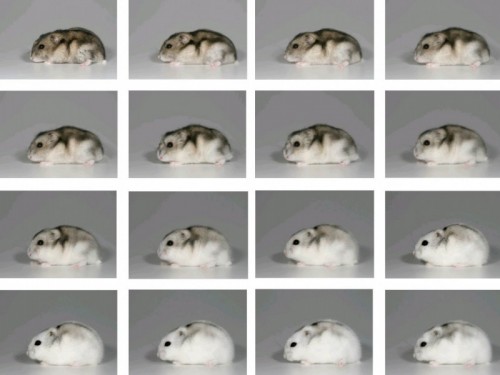 Siberian hamsters - SHowing the changes over several months Siberian hamsters