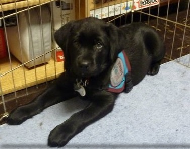 Maddy and Daisy began their journey in 2011. That's when Maddy became Daisy's foster parent.
