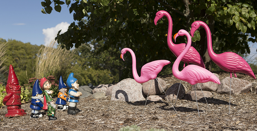 Pink flamingoes