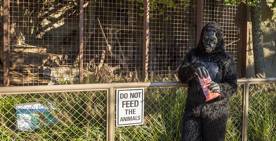 Gorilla