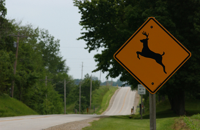 image of a country road with a deer crossing sign