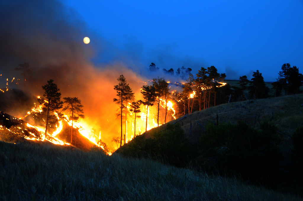 Trees burning in wildfire