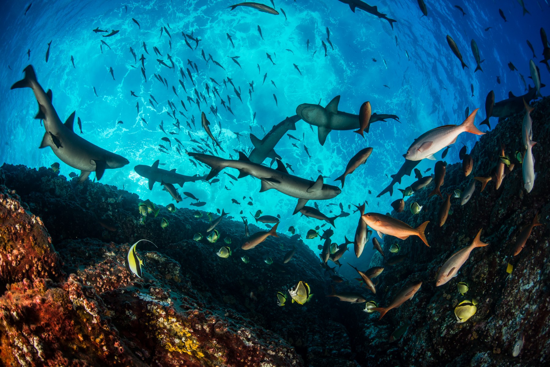 Seen from above the ocean surface, the tiny island of Roca Partida appears as two small peaks jutting out from the water. Underwater, however, this remote island of the Revillagigedo Archipelago hosts a rich marine habitat. Here, whitetip reef sharks, Pacific creolefish, barberfish, and Moorish idols populate the reef. Seen from above the ocean surface, the tiny island of Roca Partida appears as two small peaks jutting out from the water. Underwater, however, this remote island of the Revillagigedo Archipelago hosts a rich marine habitat. Here, whitetip reef sharks, Pacific creolefish, barberfish, and Moorish idols populate the reef.
