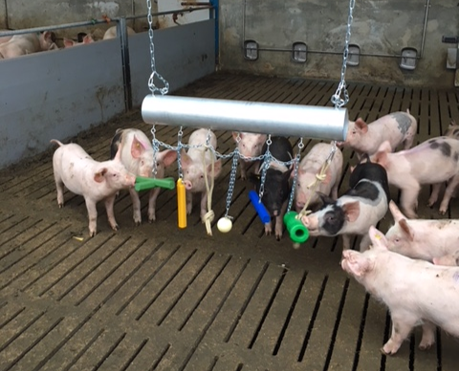 Happy Pig - Happy Pig prototype Happy Pig