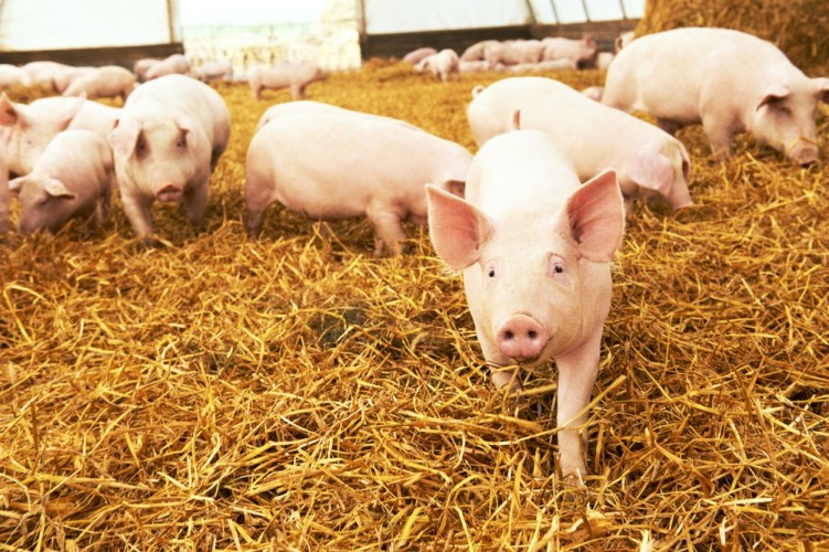 stock-photo-young-piglet-on-hay-at-pig-farm-1125170354.jpg