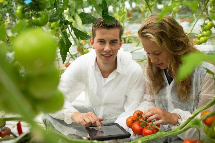Tuinbouwstudenten in kas