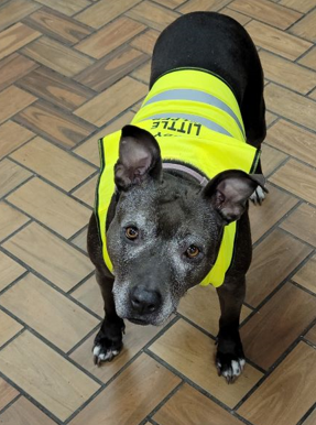 pittie pittie