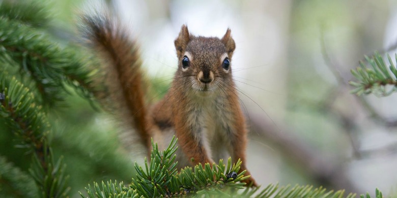 Grey squirrel picture