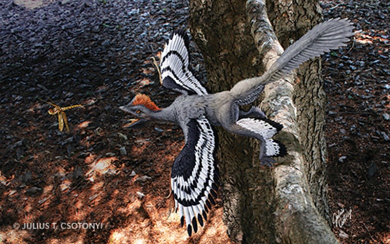 130812-anchiornis-huxleyi-csotonyi-banner 130812-anchiornis-huxleyi-csotonyi-banner