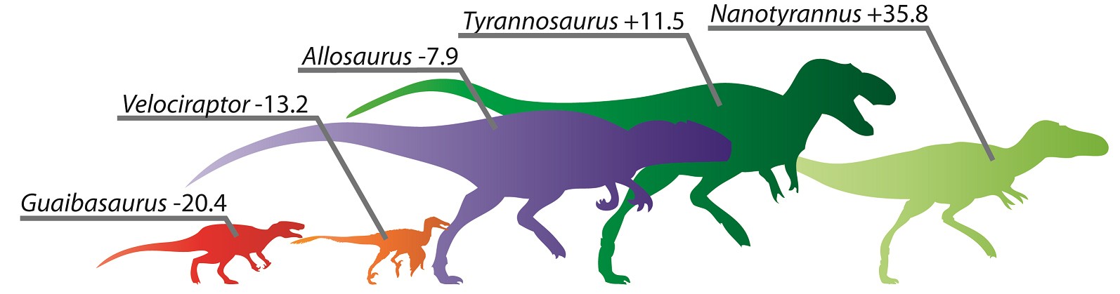 Calculated speed adaptation scores for various dinosaurs. (From left) Guaibasaurus was an early dinosaur with a low score typical of primitive forms; despite its pop culture status, Velociraptor is revealed to be among the least swift of the carnivorous dinosaurs; the Jurassic predator Allosaurus was large and moderately adapted for speed; despite its bulk, Tyrannosaurus scores high on the speed charts; the controversial species Nanotyrannus was the bipedal dino best adapted for speed—the Usain Bolt of its era. Calculated speed adaptation scores for various dinosaurs. (From left) Guaibasaurus was an early dinosaur with a low score typical of primitive forms; despite its pop culture status, Velociraptor is revealed to be among the least swift of the carnivorous dinosaurs; the Jurassic predator Allosaurus was large and moderately adapted for speed; despite its bulk, Tyrannosaurus scores high on the speed charts; the controversial species Nanotyrannus was the bipedal dino best adapted for speed—the Usain Bolt of its era.