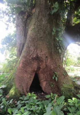 The wild vampire bats in the study lived in this hollow tree. Photo by Jineth Berrio Martinez