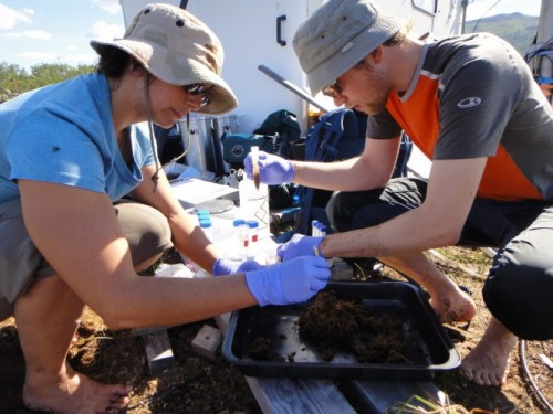 Sky Dominguez and Joachim Jansen, part of an international team led by Ohio State University's Virginia Rich, process samples from a peat core in Arctic Sweden. (Photo credit: Nicole Raab)