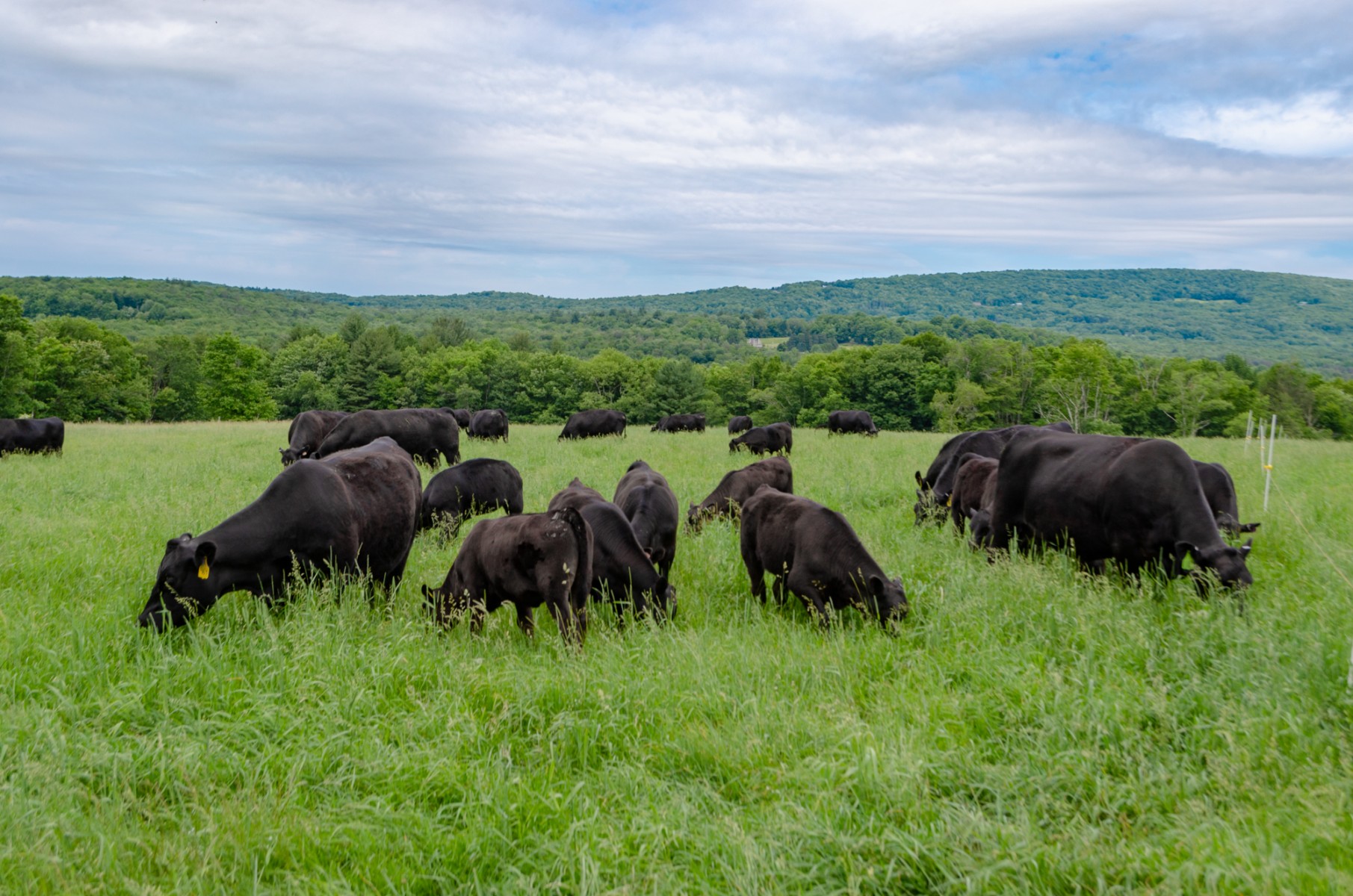 Quality Angus Cattle at Thunder View Farms, Grahamsville, N.Y. Quality Angus Cattle at Thunder View Farms, Grahamsville, N.Y.