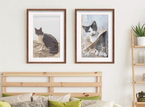 Cat photography - Cat photography