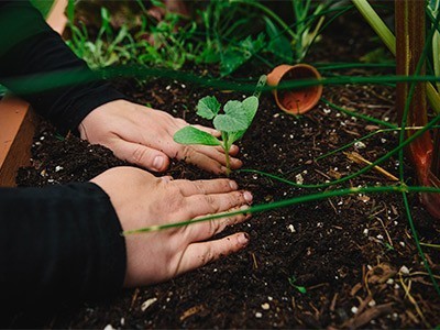 Baldy-Hughes-Vernon - pair of hands pushing soil around young plant Baldy-Hughes-Vernon