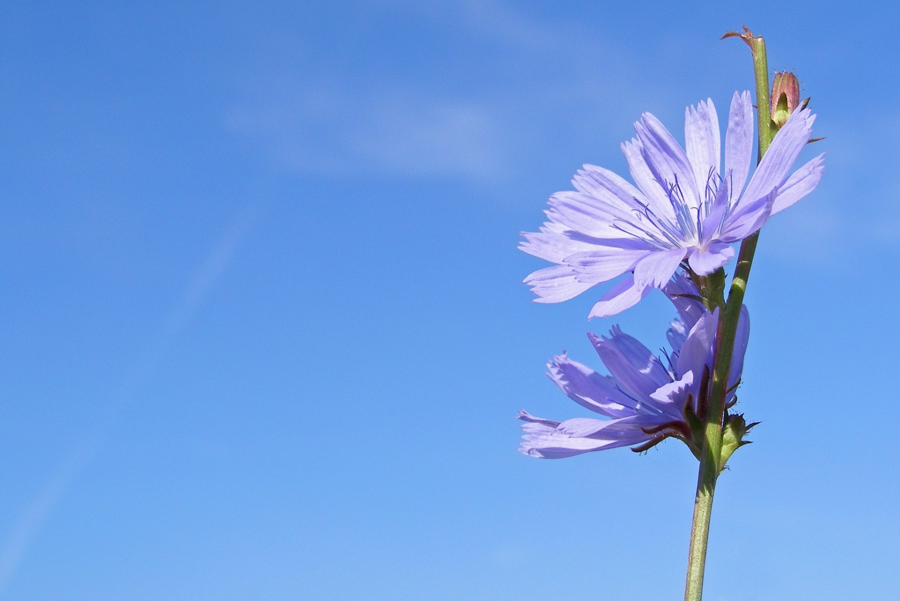 chicory - chicory