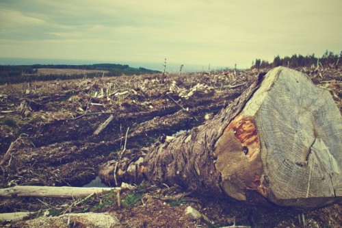 Environmental Damage - Environmental Damage