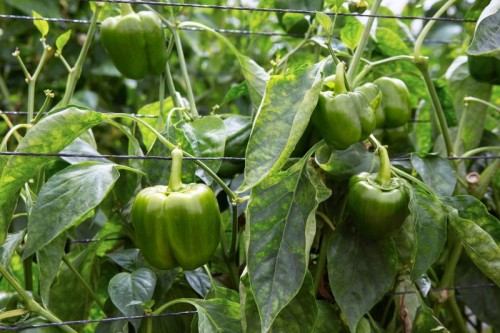 Post 15 Agremsoil - Post 15 Agremsoil