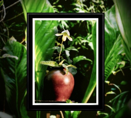Mapplethorpe Horticultural Vignette Example 7.2021. - Mapplethorpe Horticultural Vignette Example 7.2021.