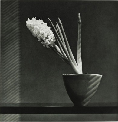 Mapplethorpe Hyacinth - Mapplethorpe Hyacinth