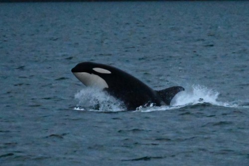 Orca Lunging Orca Lunging