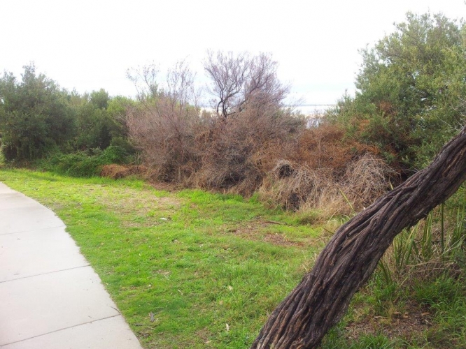 Poisoned+vegetation+along+the+Inverloch+foreshore+at+Pensioner%26%23039%3Bs+Point.