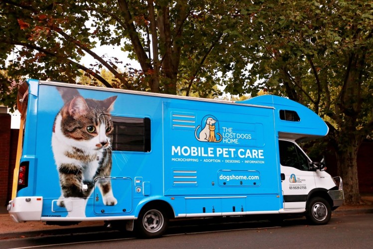 Council+in+partnership+with+The+Lost+Dogs%26rsquo%3B+Home+are+offering+cat+desexing%2C+microchipping+and+registration+for+%2475.