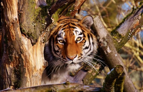 300063-Tiger-pixabay-3043498 - 300063-Tiger-pixabay-3043498
