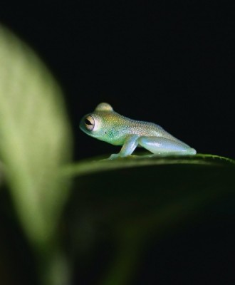 Exodus Travels, Glass Frog - Exodus Travels, Glass Frog