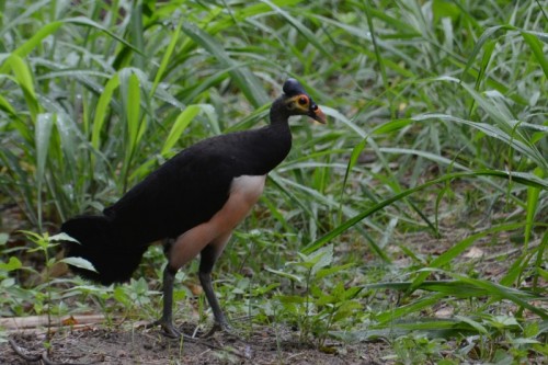 Macrocephalon_maleo Ariefrahman Wikimedia Comons - Macrocephalon_maleo Ariefrahman Wikimedia Comons