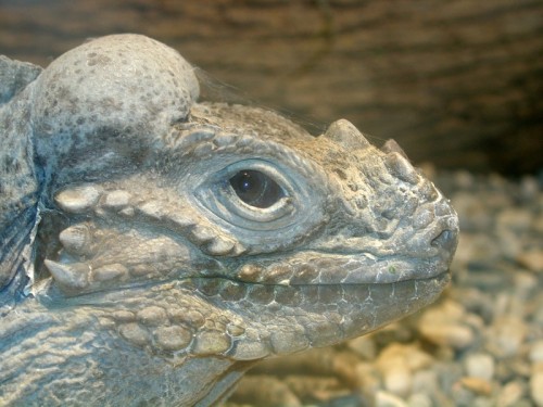 rhinoceros-iguana-1570915 - rhinoceros-iguana-1570915