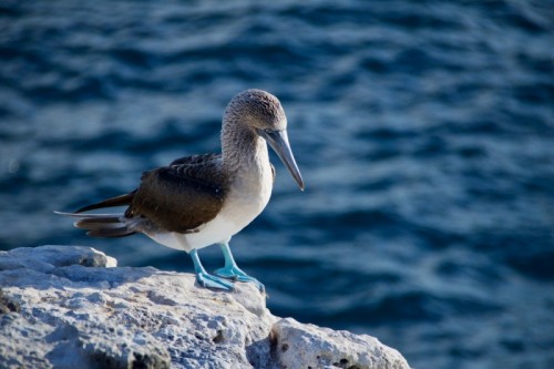 Riviera Nayarit, Blue Footed Booby (1) - Riviera Nayarit, Blue Footed Booby (1)