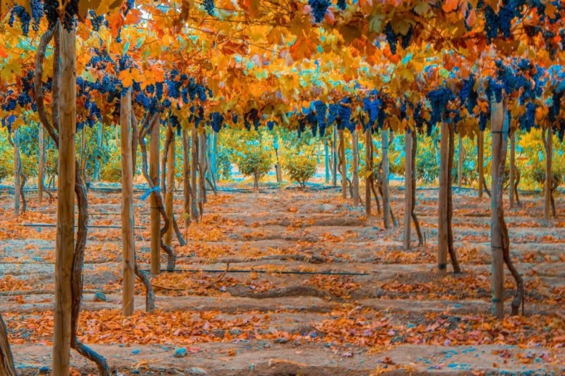 cava colchagua bcom
