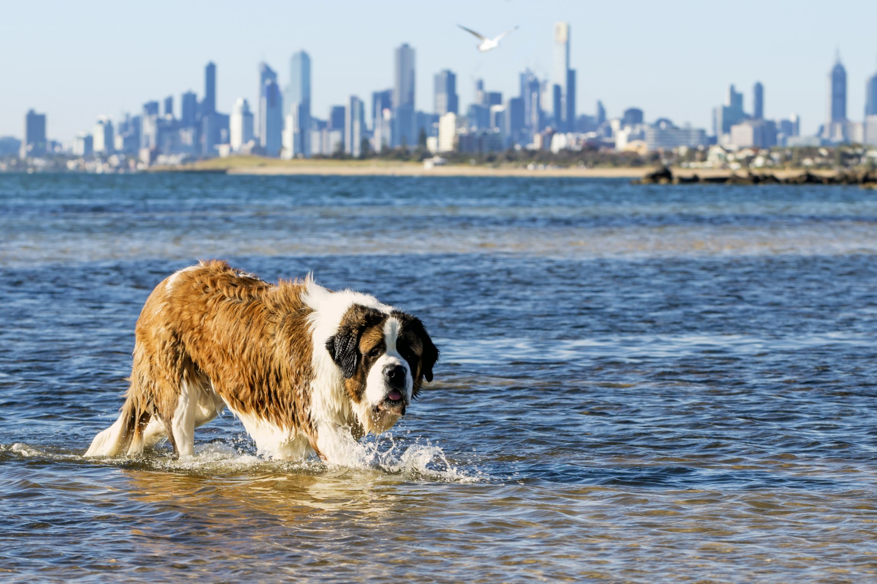 Dog swimming at beach in Melbourne, Australia