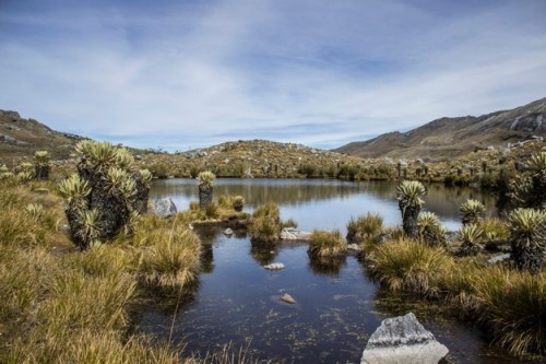 Cocuy - Cocuy