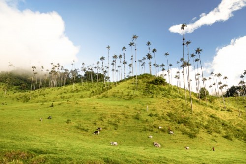 Quindio - Wide angle view of Cocora Valley near Salento in Columbia. Quindio