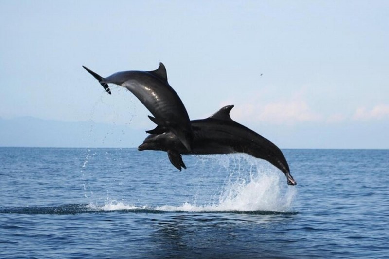 delfines